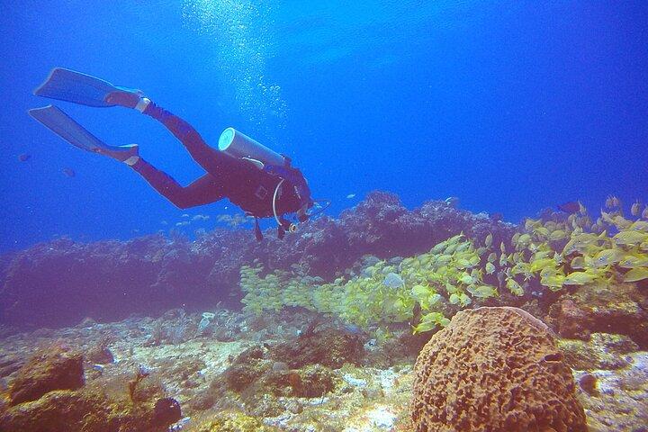 2 Tanks Scuba Diving in Punta Cancun Reefs for Certified Divers