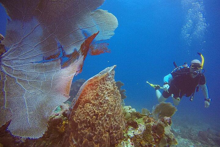 2 Tanks Scuba Diving Wreck and Reef in Cancun for Certified Divers