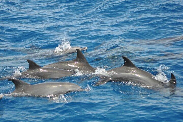 Dolphin tour & banana boat fun with snorkeling from Hurghada