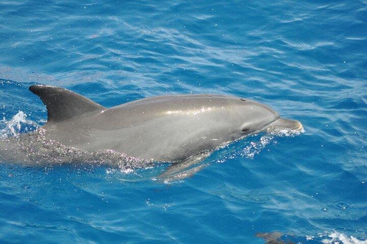 Dolphin tour & banana boat fun with snorkeling from Hurghada