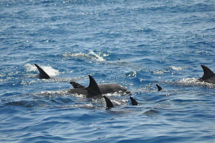 Dolphin tour & banana boat fun with snorkeling from Hurghada