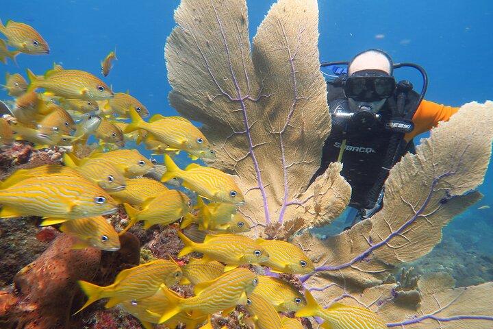 2 Tanks Dives Cancun Underwater Museum for Certified Divers