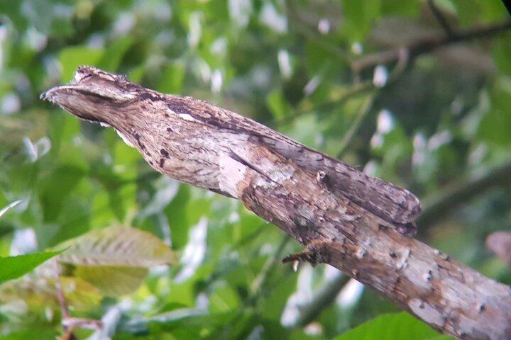 Birdwatching Tour in Monteverde