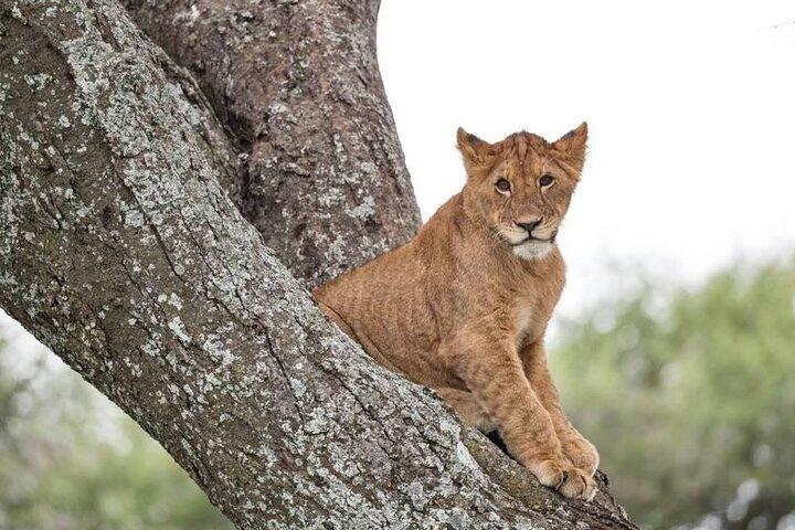 Tanzania Luxury Safari