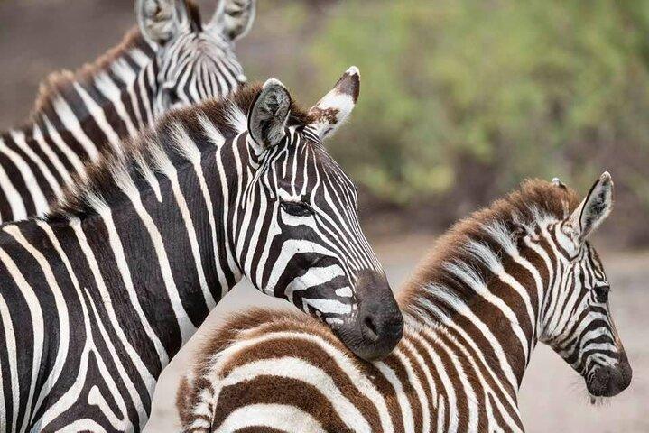 Tanzania Luxury Safari