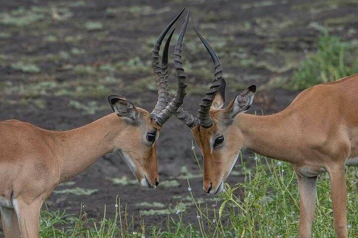 Big Five Safari In Tanzania