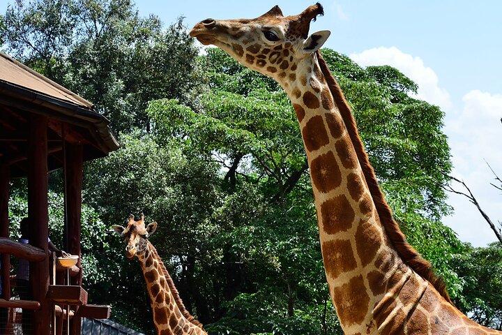 Tour to the Nairobi Giraffe Centre & Optional Elephant Orphanage