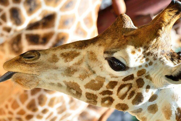 Tour to the Nairobi Giraffe Centre & Optional Elephant Orphanage