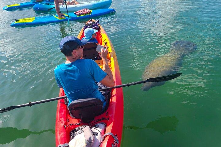 Mangrove Tunnel & Manatee Kayak Eco-Tour
