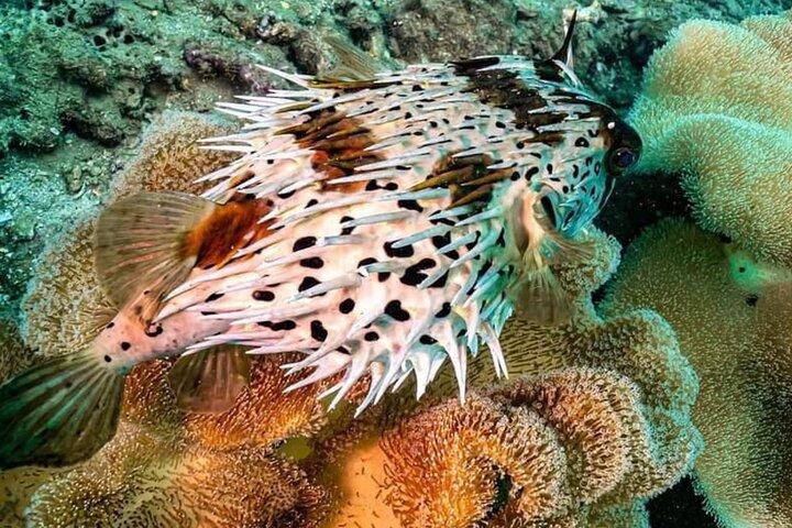 Scuba Diving Tour in Cham Island for certified divers or Beginners