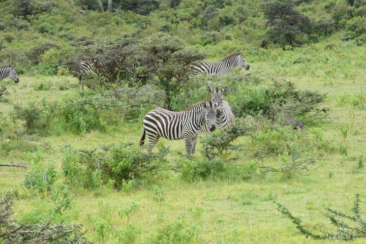 Manyara National Park Day Trip From Arusha