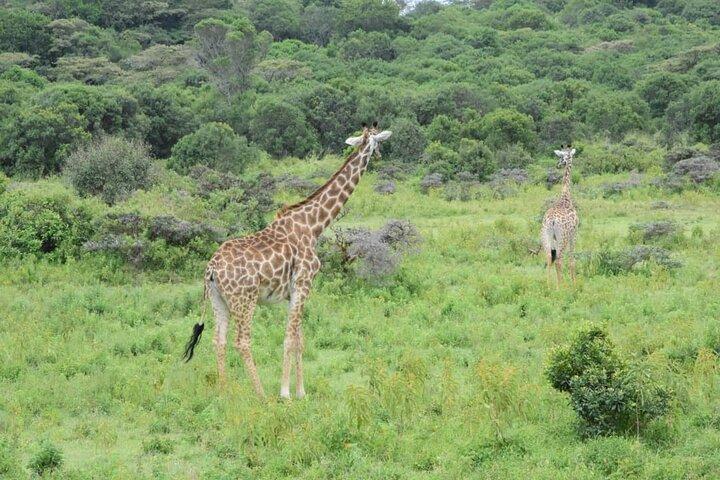 Manyara National Park Day Trip From Arusha