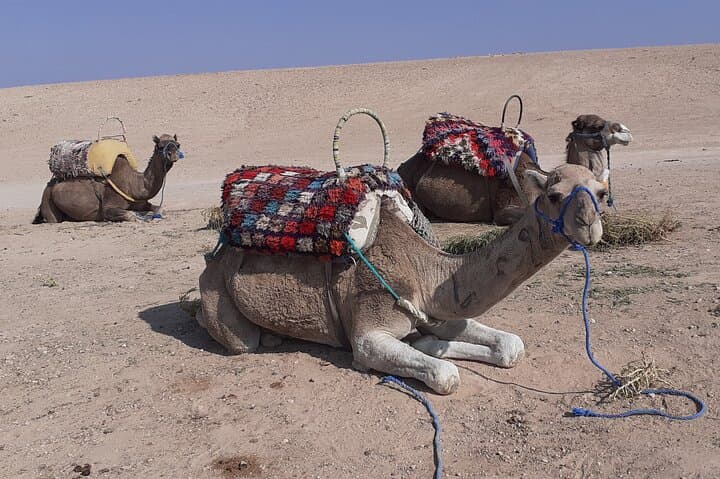 Sunset Dinner & Camel Ride in Agafay desert