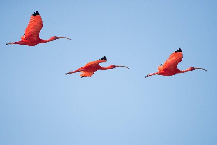 One Day Safari Tour to Bundala National Park from Colombo