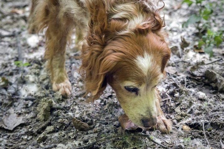 Truffle hunt and Barolo wine tasting