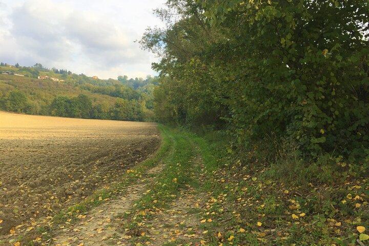 Truffle hunt and Barolo wine tasting