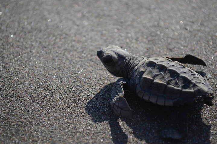 Turtle Nesting Tour