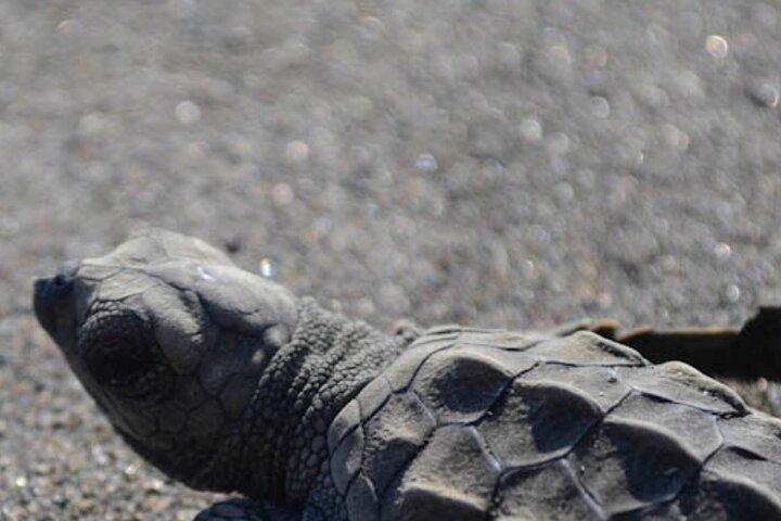 Turtle Nesting Tour