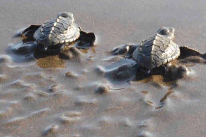 Turtle Nesting Tour