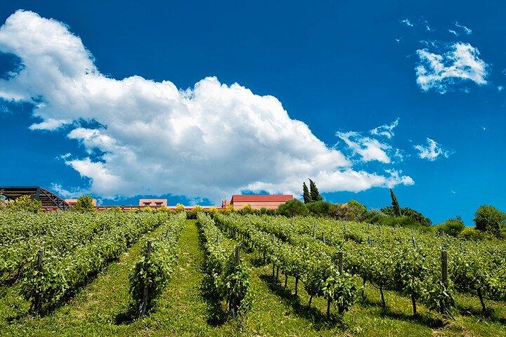 Ancient Nemea Private Full-Day Tour from Athens with Wine Tasting