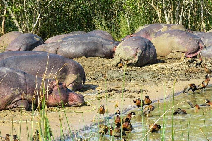 Hippo and Croc Boat Cruise in Saint Lucia with collection