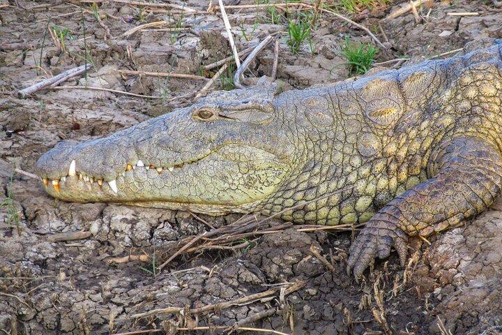 Hippo and Croc Boat Cruise in Saint Lucia with collection