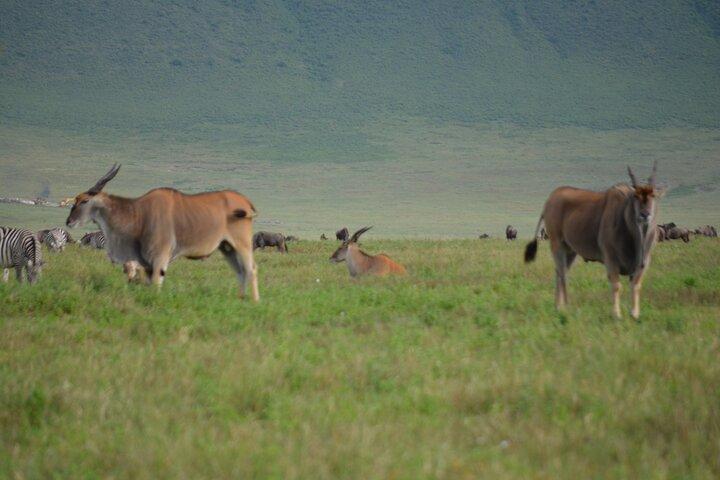 4 Days Tanzania Private safari to Serengeti ,ngorongoro crater and Tarangire