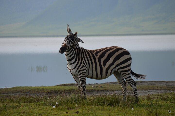4 Days Tanzania Private safari to Serengeti ,ngorongoro crater and Tarangire