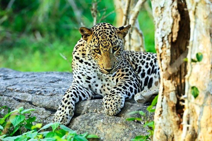 Wildlife and Nature Tour (18 Days , 17 Nights)