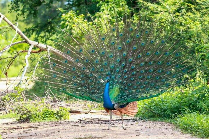 Wildlife and Nature Tour (18 Days , 17 Nights)