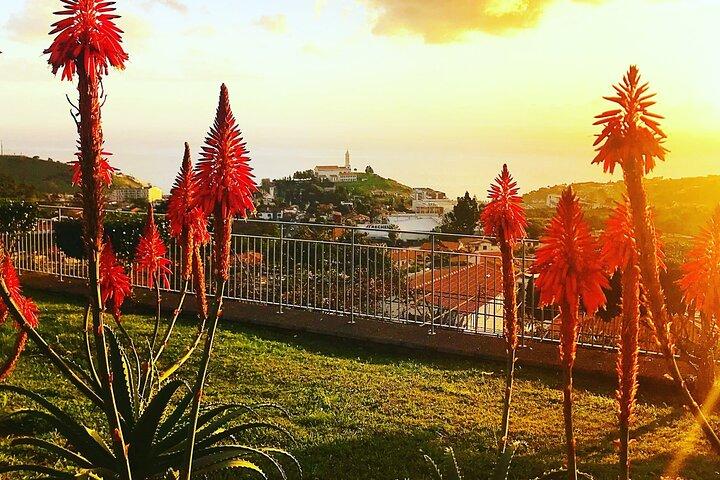 Private Half day tour around Madeira Island
