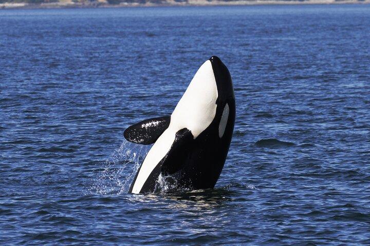 Victoria Whale Watch Tour