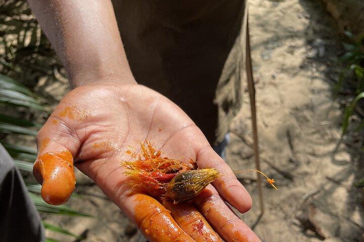 Private Hiking in Masingini Forest from Stone Town