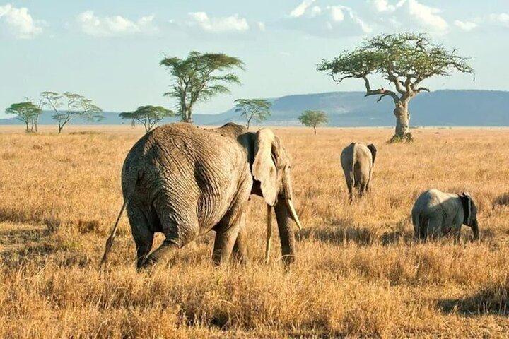 3 Days Safari to Serengeti National Park & Ngorongoro Crater in Tanzania