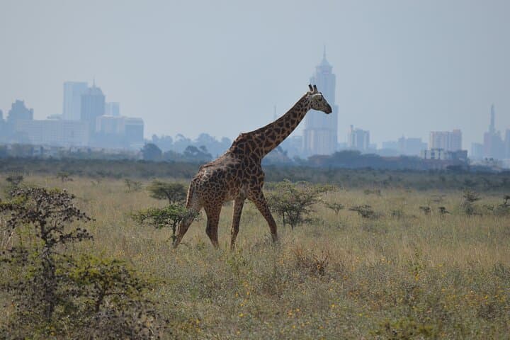 Nairobi National Park Half Day Tour