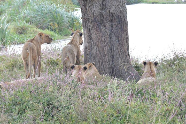 Nairobi National Park Half Day Tour