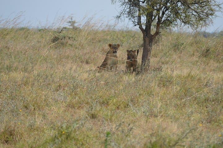 Nairobi National Park Half Day Tour