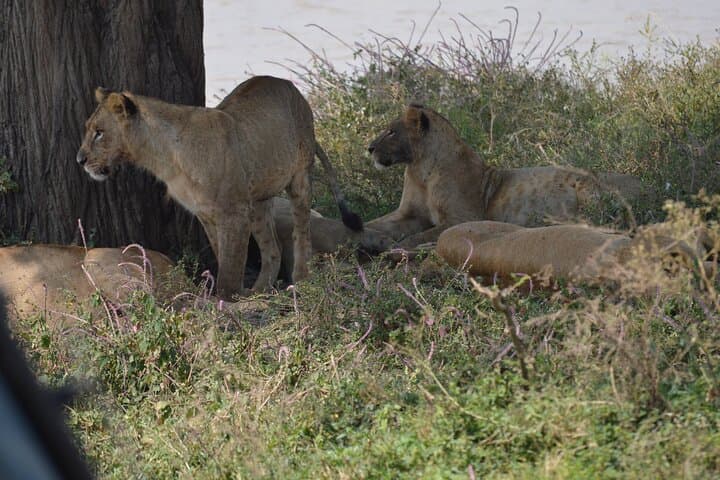 Nairobi National Park Half Day Tour
