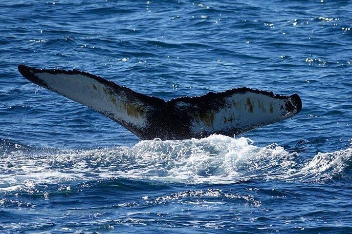 Whale Watching and Marine Life Tour in Reykjavik