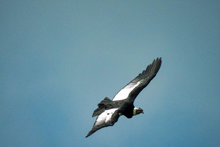 Cocora Valley: Birding & Hiking with Breakfast & Lunch