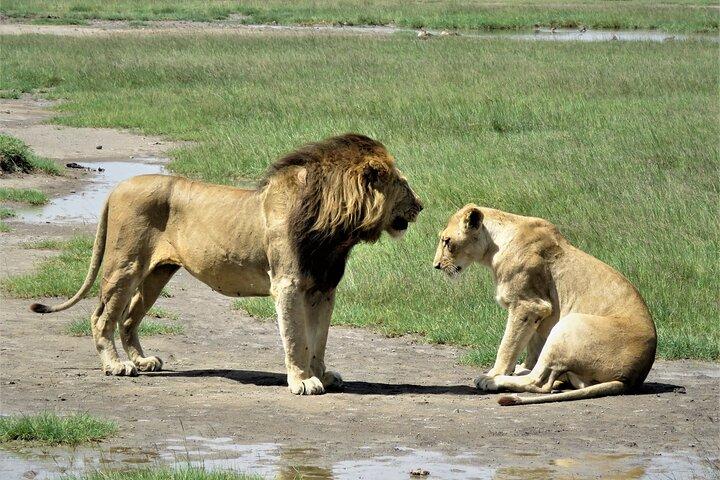 5 Days Special Safari to see migration
