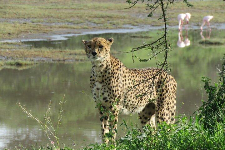 9 Days Safari To See Great Migration Crossing