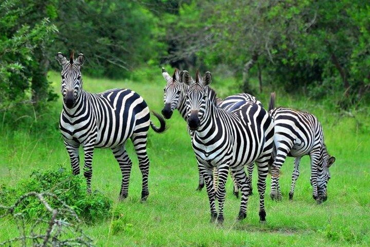 1 Day Lake Mburo Tour from Kampala