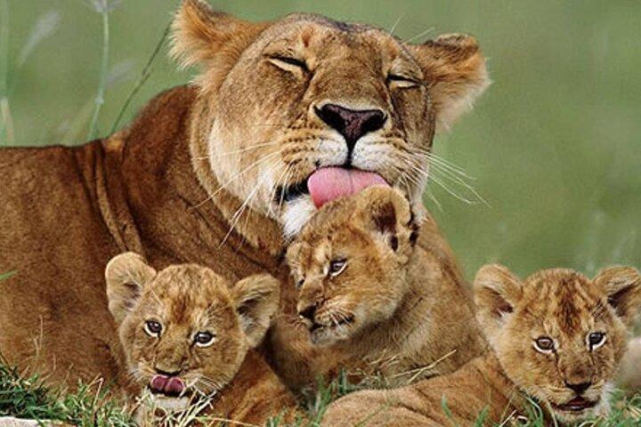5 Days Special Safari to see migration