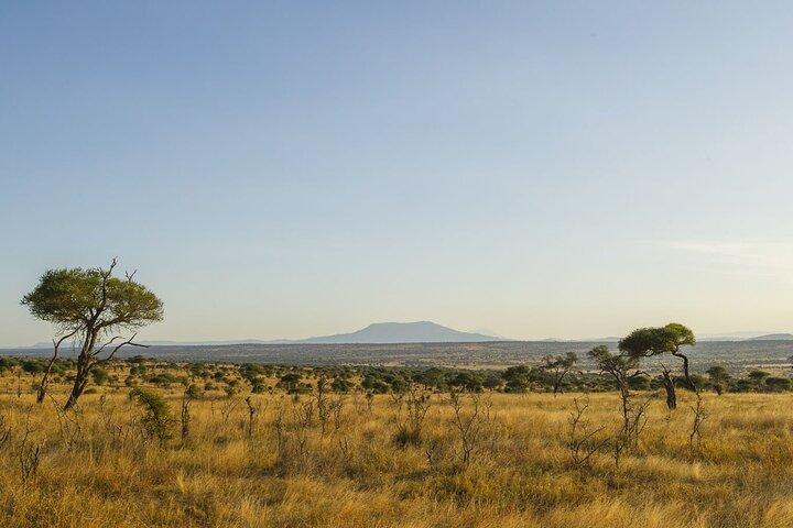 Day Trip Safari to Tarangire National Park