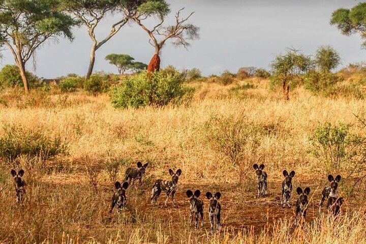Day Trip Safari to Tarangire National Park