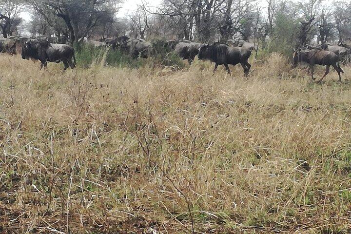 Mid Range Tanzania Safari - 8 Days
