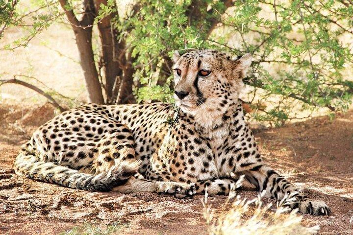 4-Day Safari to Tarangire ,Serengeti and Ngorongoro crater from Arusha