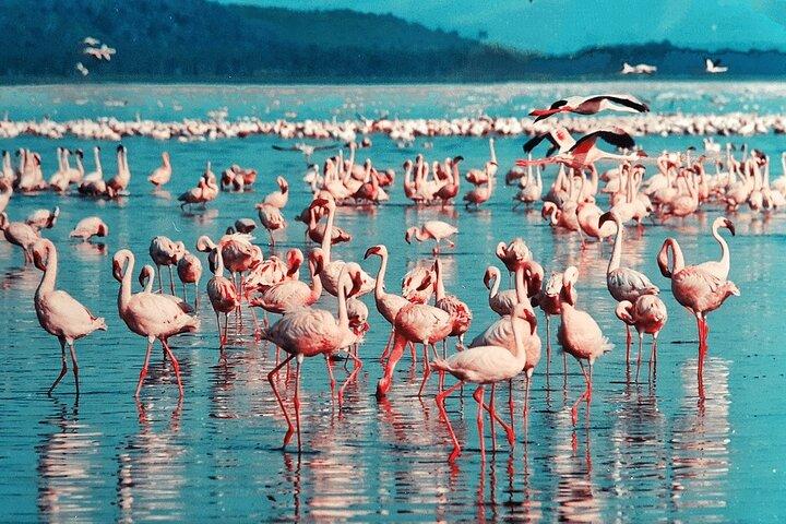 4-Day Safari to Tarangire ,Serengeti and Ngorongoro crater from Arusha