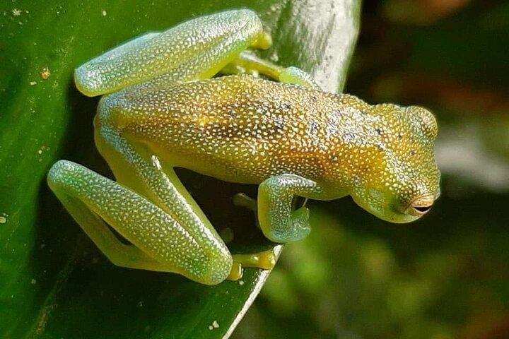 Frogs-Sloths-waterfall-Coffee and Chocolate Tour